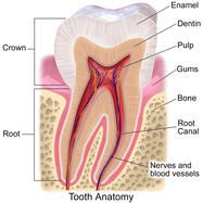 tooth dentine